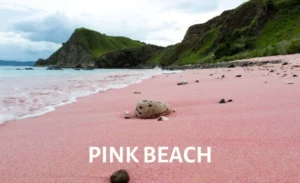 View of Pink Beach with pink sand and green hills in Komodo National Park.