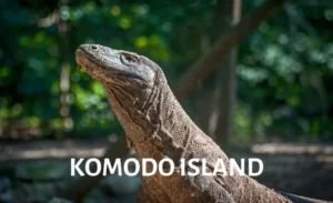 Close-up of a Komodo dragon in a natural habitat on Komodo Island.